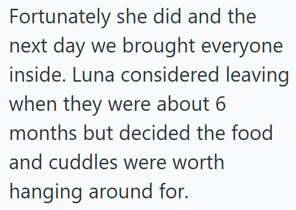 Fortunately she did and the next day we brought everyone inside. Luna considered leaving when they were about 6 months but decided the food and cuddles were worth hanging around for.