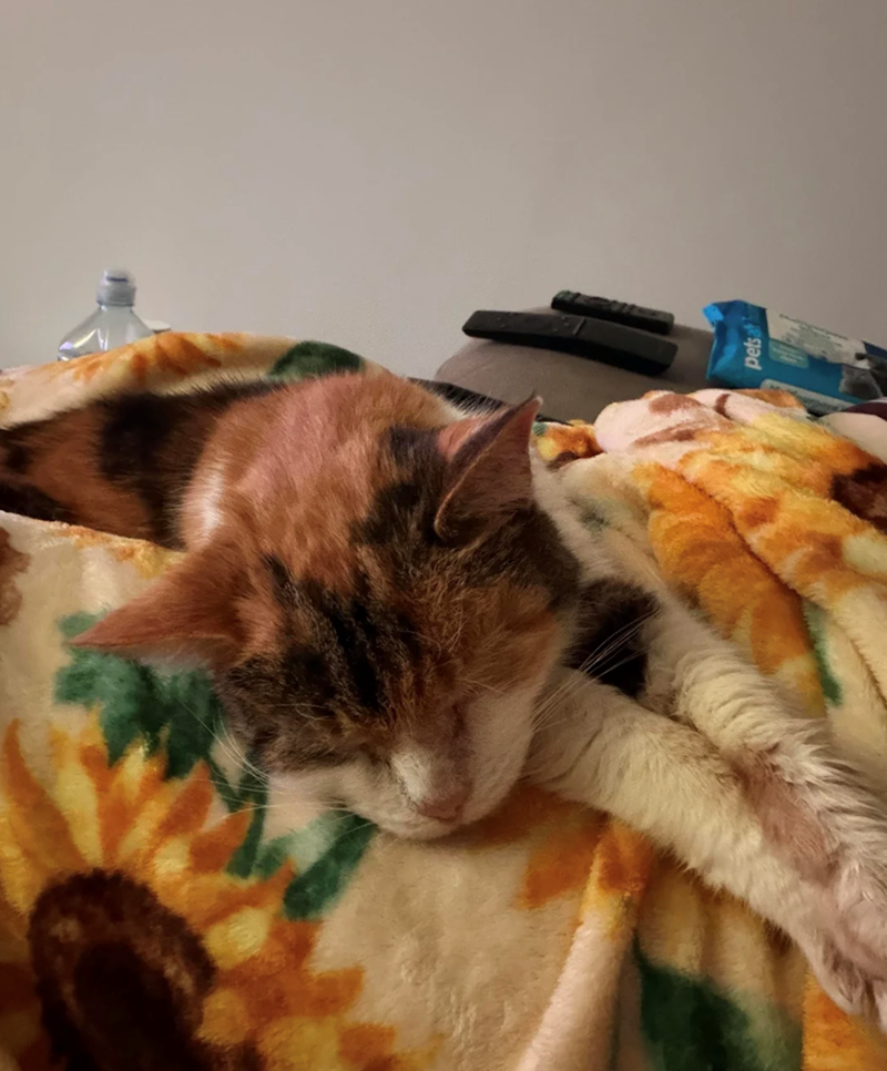 petsa