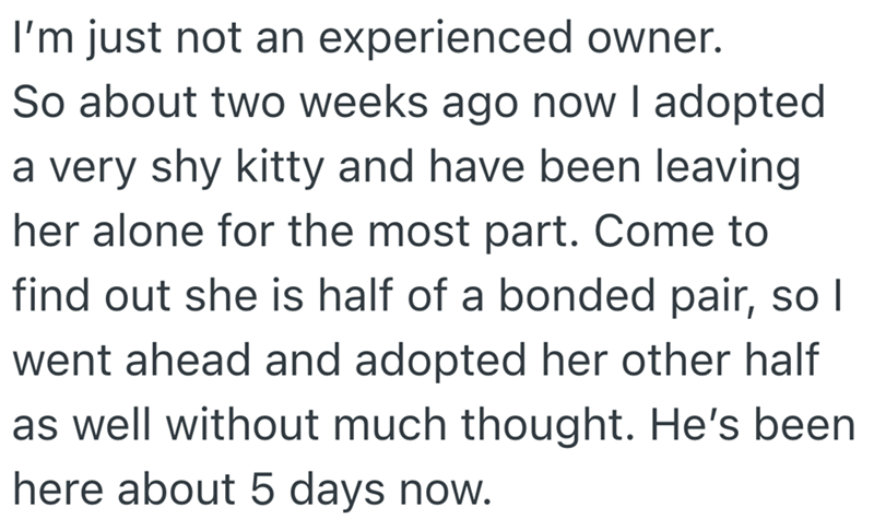 I'm just not an experienced owner. So about two weeks ago now I adopted a very shy kitty and have been leaving her alone for the most part. Come to find out she is half of a bonded pair, so I went ahead and adopted her other half as well without much thought. He's been here about 5 days now.