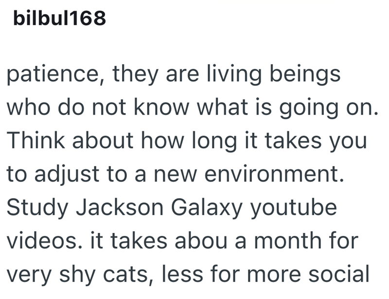 bilbul168 patience, they are living beings who do not know what is going on. Think about how long it takes you to adjust to a new environment. Study Jackson Galaxy youtube videos. it takes abou a month for very shy cats, less for more social
