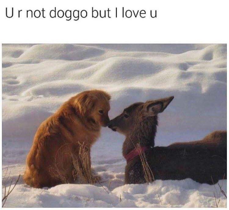 Ur not doggo but I love u