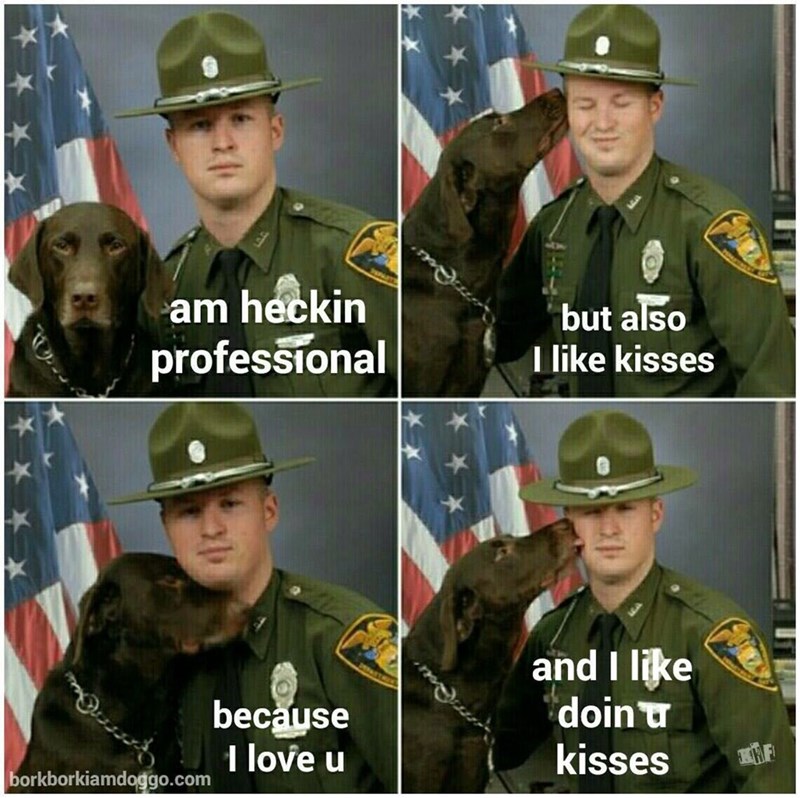 am heckin professional but also I like kisses borkborkiamdoggo.com because I love u and I like doin u kisses