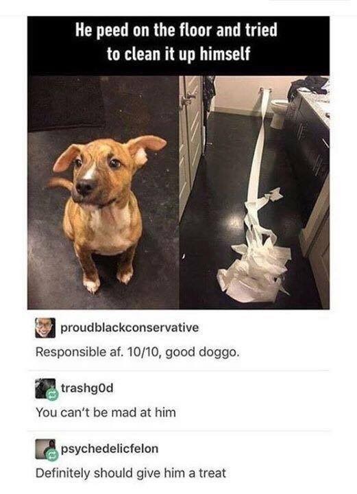 He peed on the floor and tried to clean it up himself proudblackconservative Responsible af. 10/10, good doggo. trashgod You can't be mad at him psychedelicfelon Definitely should give him a treat