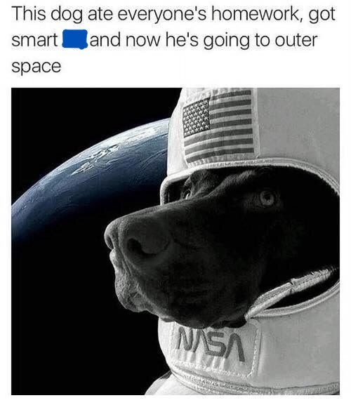 This dog ate everyone's homework, got and now he's going to outer smart space NASA