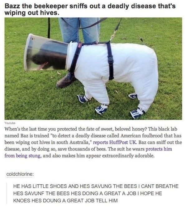 Bazz the beekeeper sniffs out a deadly disease that's wiping out hives. Youtube When's the last time you protected the fate of sweet, beloved honey? This black lab named Baz is trained "to detect a deadly disease called American foulbrood that has been wiping out hives in south Australia," reports HuffPost UK. Baz can sniff out the disease, and by doing so, save thousands of bees. The suit he wears protects him from being stung, and also makes him appear extraordinarily adorable. coldchlorine: H
