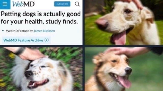 WebMD SUBSCRIBE a Petting dogs is actually good for your health, study finds. WebMD Feature by James Nielssen WebMD Feature Archive ①