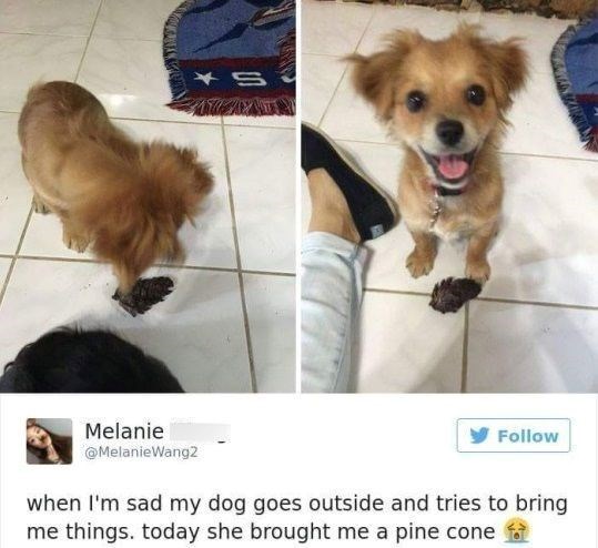 Melanie @MelanieWang2 Follow when I'm sad my dog goes outside and tries to bring me things. today she brought me a pine cone