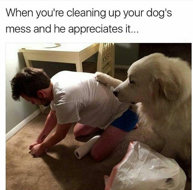 When you're cleaning up your dog's mess and he appreciates it...