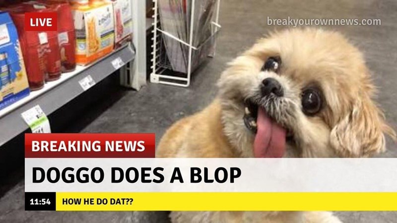 LIVE BREAKING NEWS DOGGO DOES A BLOP 11:54 HOW HE DO DAT?? breakyourownnews.com