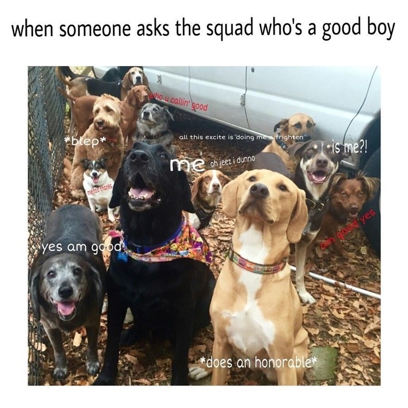 when someone asks the squad who's a good boy *blep* me too thanks yes am good ho u callin' good all this excite is doing me a frighten is me?! me oh jeez i dunno 8 *does an honorable* mgad yes