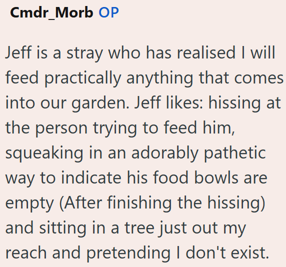 Cmdr_Morb OP Jeff is a stray who has realised I will feed practically anything that comes into our garden. Jeff likes: hissing at the person trying to feed him, squeaking in an adorably pathetic way to indicate his food bowls are empty (After finishing the hissing) and sitting in a tree just out my reach and pretending I don't exist.