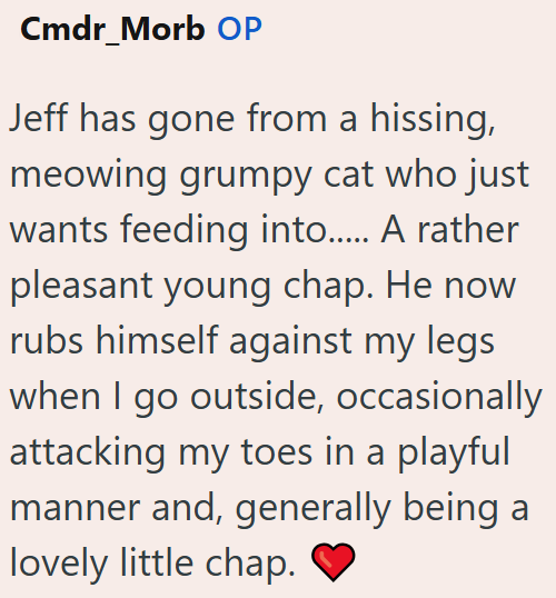 Cmdr_Morb OP Jeff has gone from a hissing, meowing grumpy cat who just wants feeding into..... A rather pleasant young chap. He now rubs himself against my legs when I go outside, occasionally attacking my toes in a playful manner and, generally being a lovely little chap.