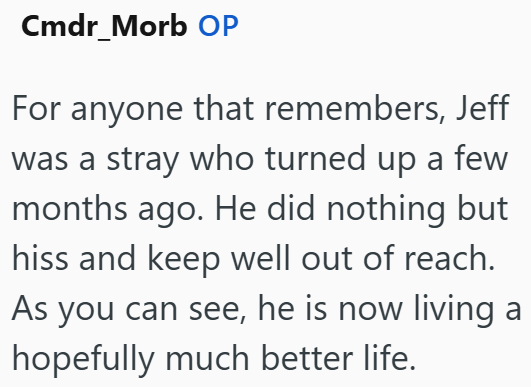 Cmdr_Morb OP For anyone that remembers, Jeff was a stray who turned up a few months ago. He did nothing but hiss and keep well out of reach. As you can see, he is now living a hopefully much better life.