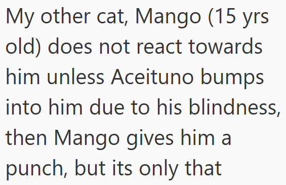 My other cat, Mango (15 yrs old) does not react towards him unless Aceituno bumps into him due to his blindness, then Mango gives him a punch, but its only that