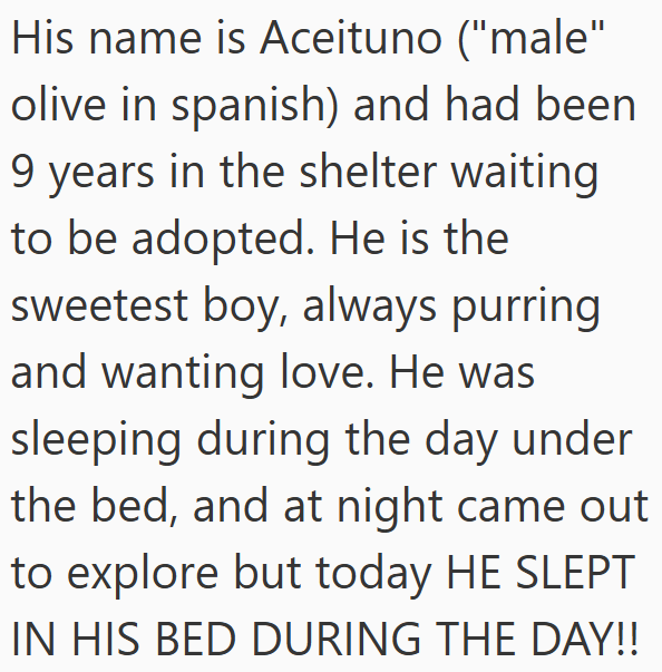 His name is Aceituno ("male" olive in spanish) and had been 9 years in the shelter waiting to be adopted. He is the sweetest boy, always purring and wanting love. He was sleeping during the day under the bed, and at night came out to explore but today HE SLEPT IN HIS BED DURING THE DAY!!