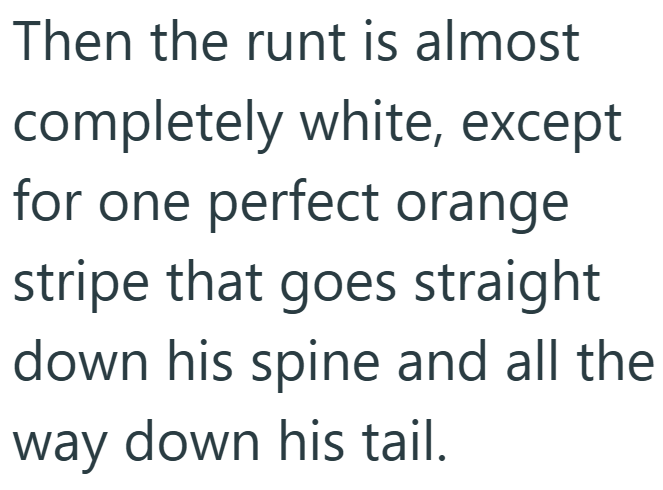 Then the runt is almost completely white, except for one perfect orange stripe that goes straight down his spine and all the way down his tail.