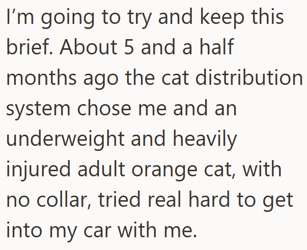 I'm going to try and keep this brief. About 5 and a half months ago the cat distribution system chose me and an underweight and heavily injured adult orange cat, with no collar, tried real hard to get into my car with me.