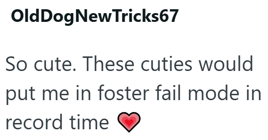 OldDog New Tricks67 So cute. These cuties would put me in foster fail mode in record time