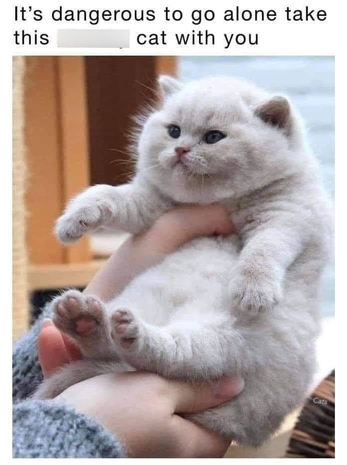It's dangerous to go alone take this cat with you Cats