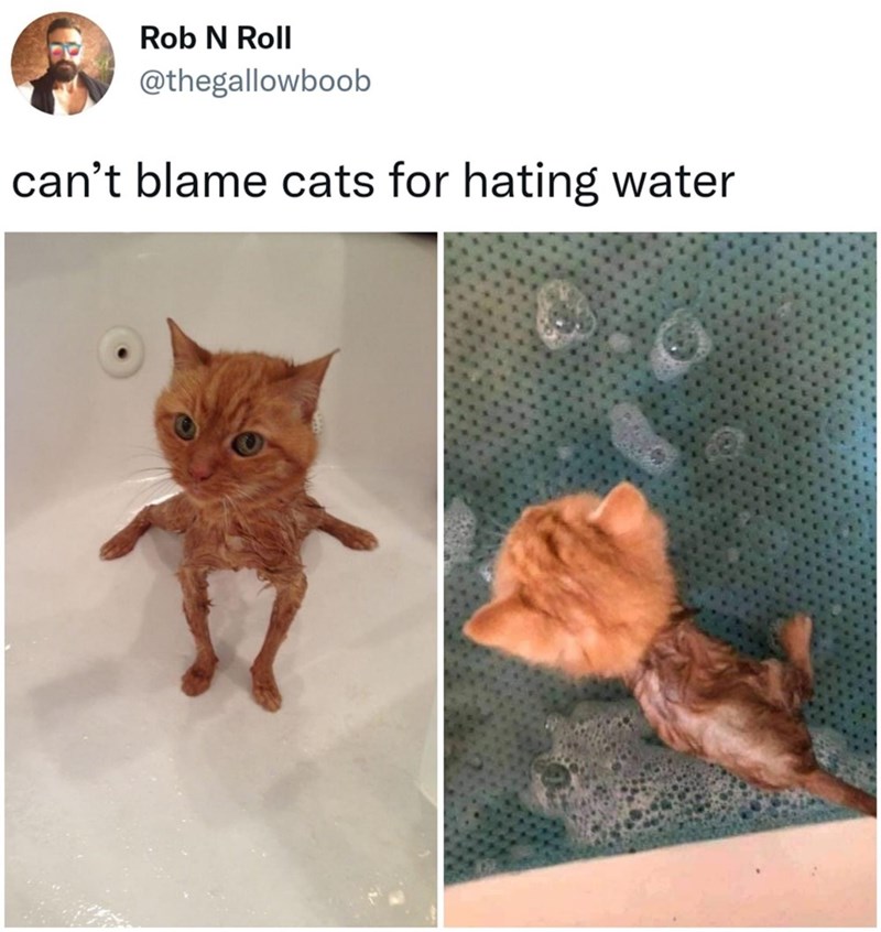 Rob N Roll @thegallowboob can't blame cats for hating water