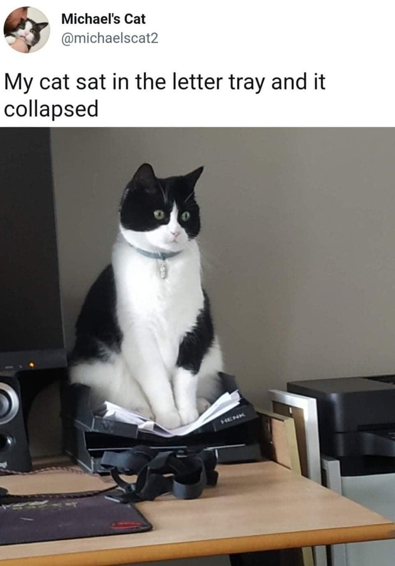 Michael's Cat @michaelscat2 My cat sat in the letter tray and it collapsed HENK