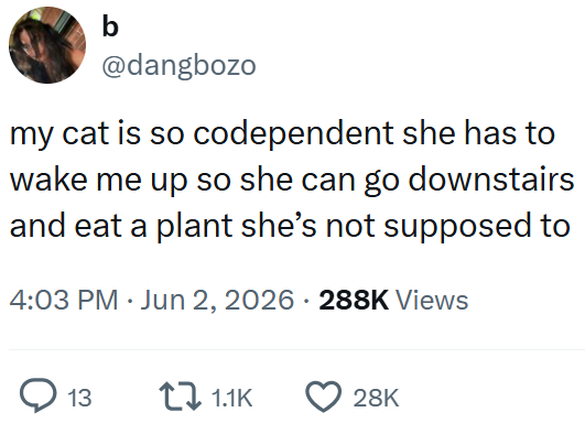 b @dangbozo my cat is so codependent she has to wake me up so she can go downstairs and eat a plant she's not supposed to 4:03 PM ⚫ Jun 2, 2026 - 288K Views 13 1.1K 28K