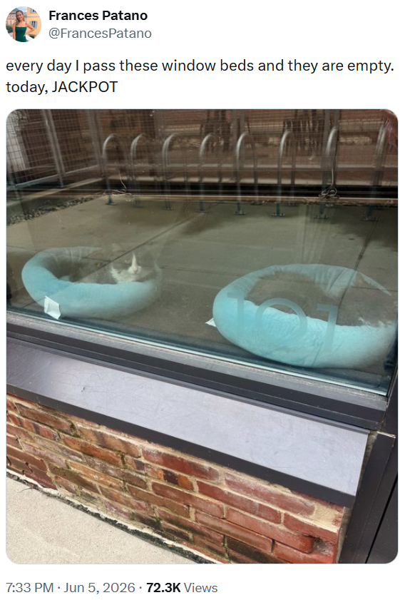 Frances Patano @FrancesPatano every day I pass these window beds and they are empty. today, JACKPOT 7:33 PM ⚫ Jun 5, 2026 - 72.3K Views