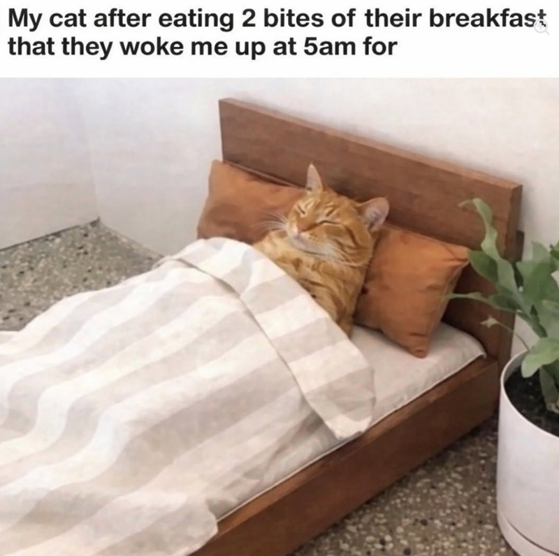 My cat after eating 2 bites of their breakfast that they woke me up at 5am for