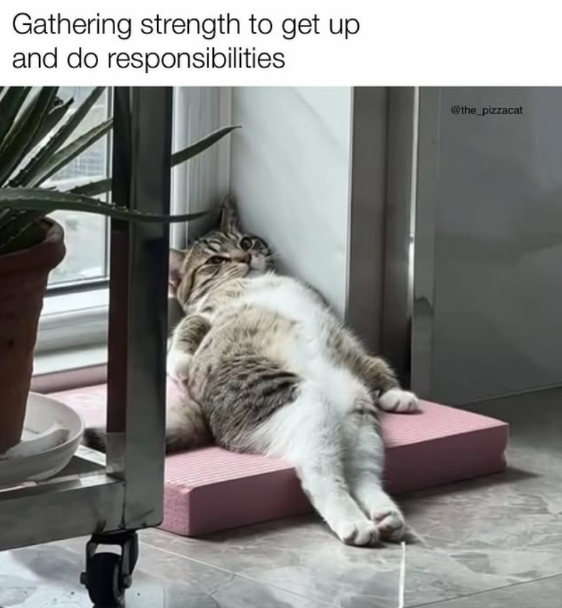 Gathering strength to get up and do responsibilities @the_pizzacat