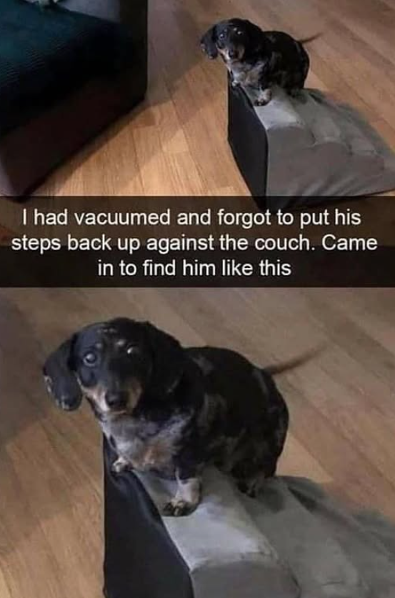 I had vacuumed and forgot to put his steps back up against the couch. Came in to find him like this