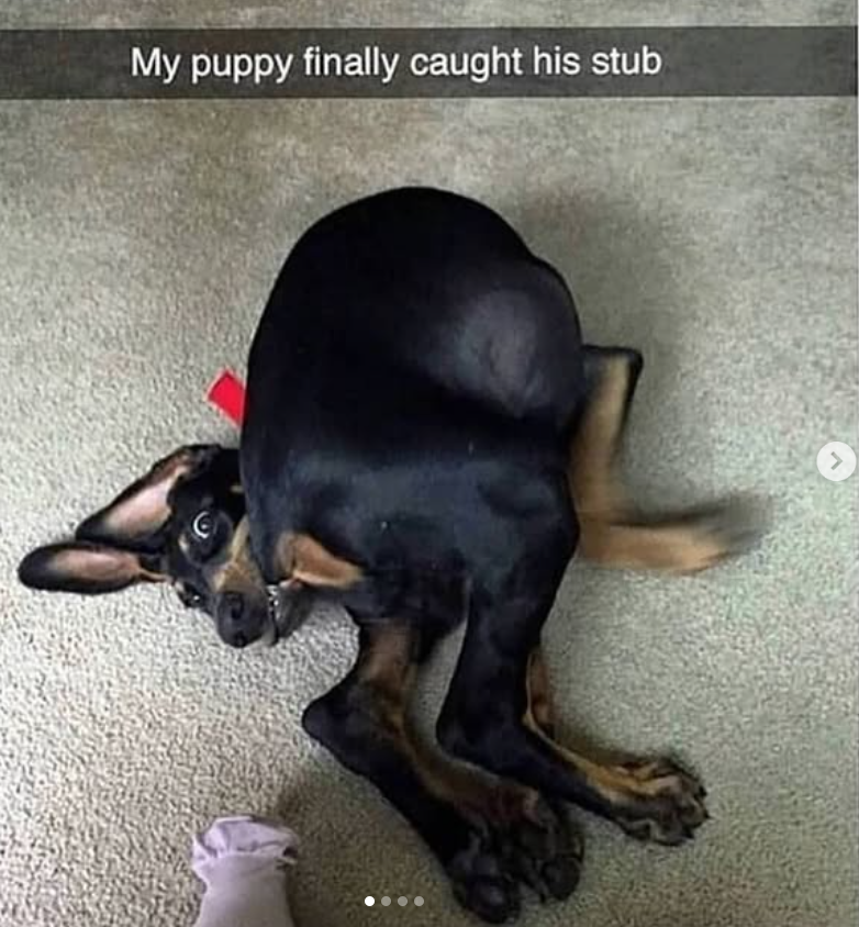 My puppy finally caught his stub
