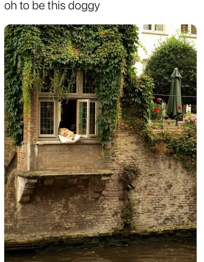 oh to be this doggy