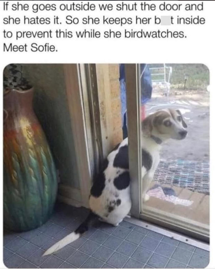 If she goes outside we shut the door and she hates it. So she keeps her bot inside to prevent this while she birdwatches. Meet Sofie.