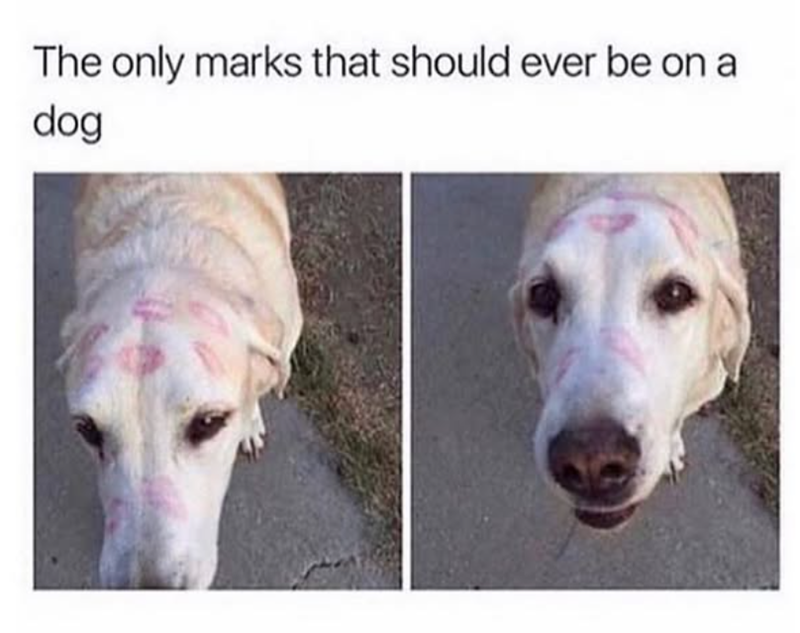 The only marks that should ever be on a dog