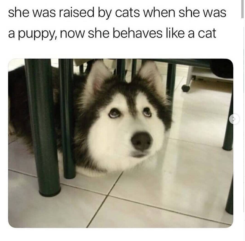 she was raised by cats when she was a puppy, now she behaves like a cat