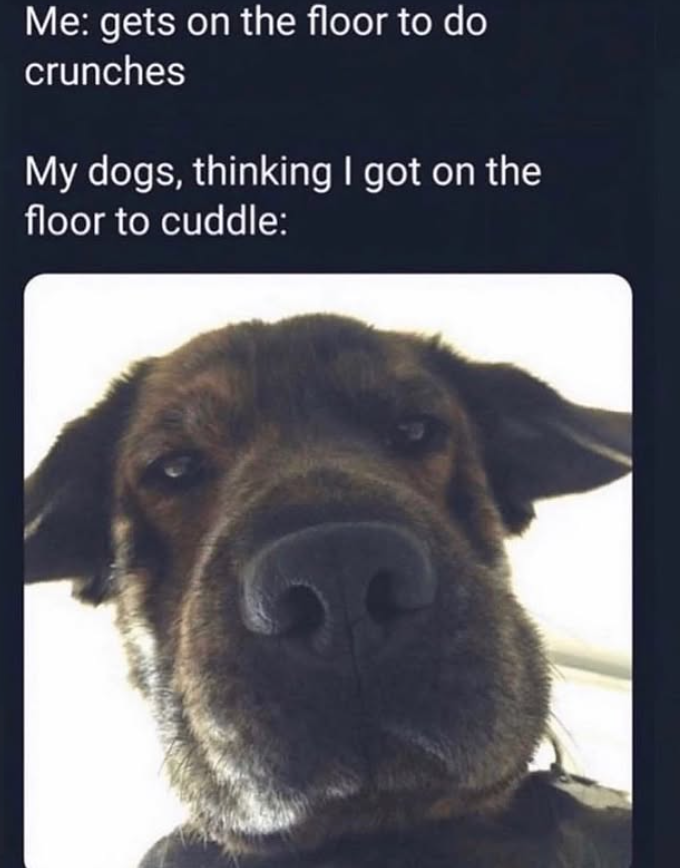 Me: gets on the floor to do crunches My dogs, thinking I got on the floor to cuddle: