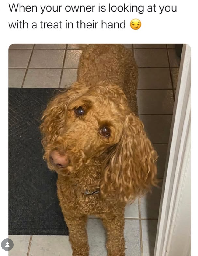When your owner is looking at you with a treat in their hand