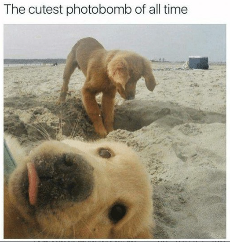 The cutest photobomb of all time