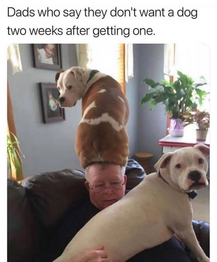 Dads who say they don't want a dog two weeks after getting one.
