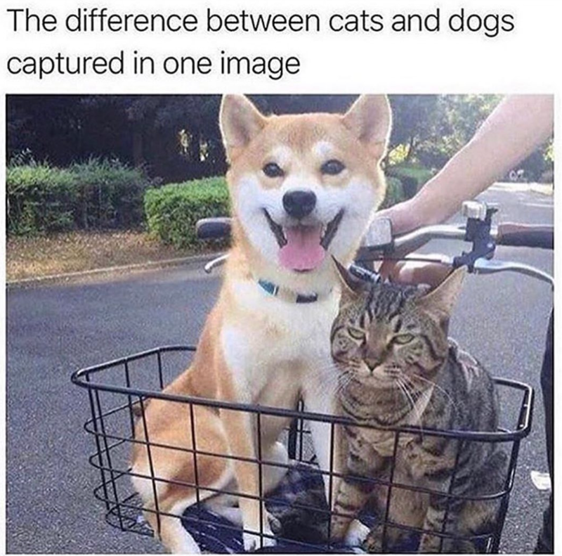 The difference between cats and dogs captured in one image