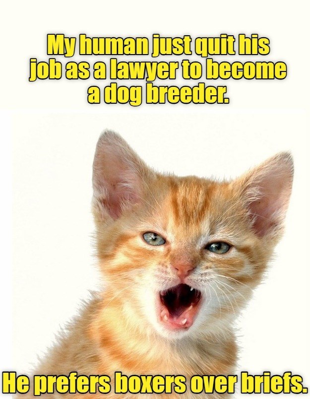 Cheezburger Image 10636992512