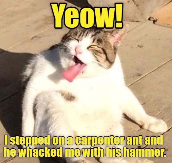 Cheezburger Image 10636994048