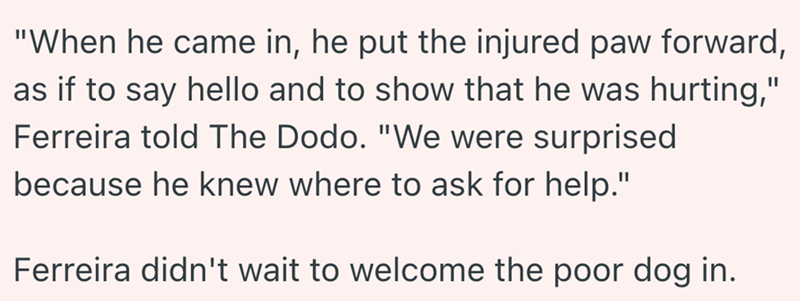 "When he came in, he put the injured paw forward, as if to say hello and to show that he was hurting," Ferreira told The Dodo. "We were surprised because he knew where to ask for help." Ferreira didn't wait to welcome the poor dog in.