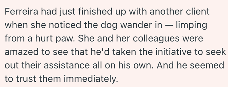 Ferreira had just finished up with another client when she noticed the dog wander in limping - from a hurt paw. She and her colleagues were amazed to see that he'd taken the initiative to seek out their assistance all on his own. And he seemed to trust them immediately.