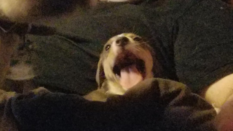 Cheezburger Image 10637017344