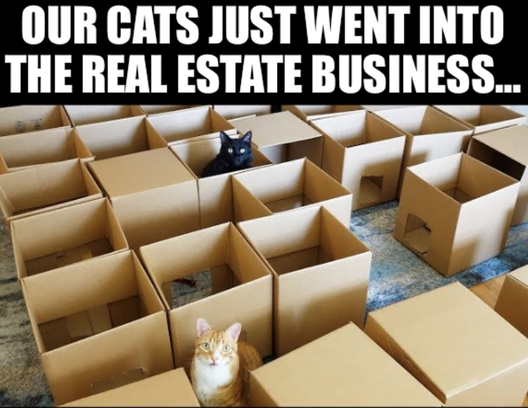 OUR CATS JUST WENT INTO THE REAL ESTATE BUSINESS...