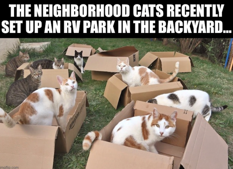 THE NEIGHBORHOOD CATS RECENTLY SET UP AN RV PARK IN THE BACKYARD... imgflip.com II