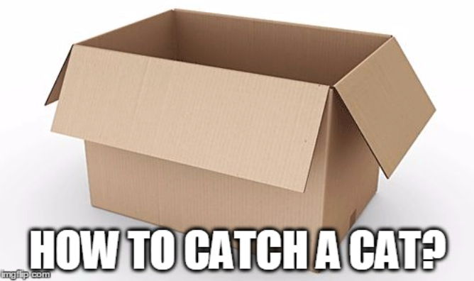HOW TO CATCH A CAT? imgilp.com