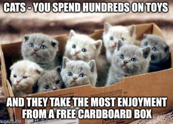 CATS-YOU SPEND HUNDREDS ON TOYS AND THEY TAKE THE MOST ENJOYMENT FROM A FREE CARDBOARD BOX imgflip.com