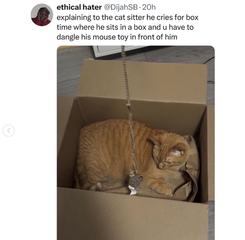 < ethical hater @DijahSB. 20h explaining to the cat sitter he cries for box time where he sits in a box and u have to dangle his mouse toy in front of him